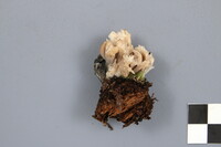 Clavulina coralloides image